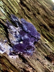 Nectriopsis violacea