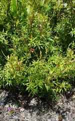 Leucopogon affinis