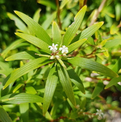 Leucopogon affinis