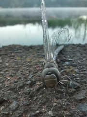 Rhionaeschna psilus