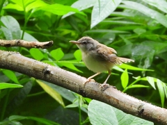 Prinia rufescens