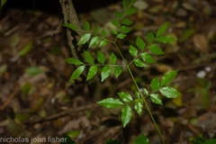 Pararchidendron pruinosum