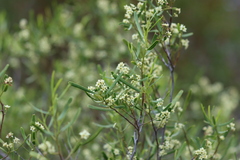 Geijera linearifolia