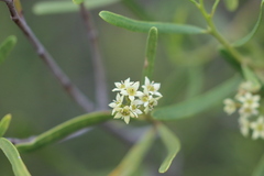 Geijera linearifolia