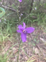 Arthropodium