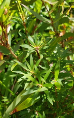 Leucopogon affinis
