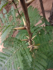 Vachellia cornigera