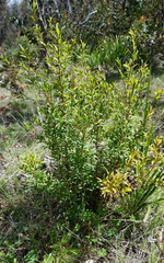 Leucopogon affinis