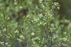 Geijera linearifolia