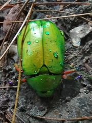 Chrysina macropus