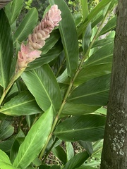 Alpinia