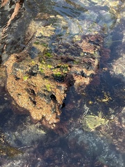 Ulvaceae