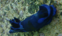 Tambja morosa