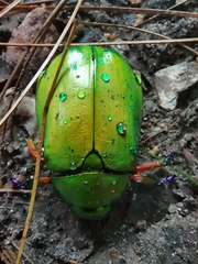 Chrysina macropus