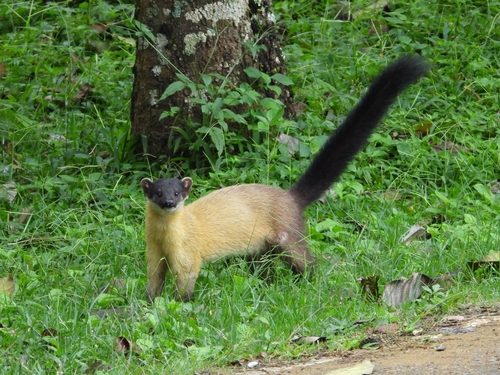 Yellow-throated Marten