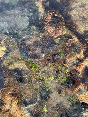 Ulvaceae