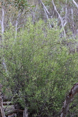 Geijera linearifolia