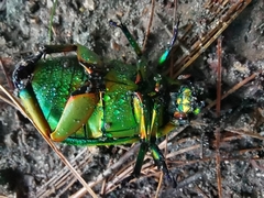 Chrysina macropus