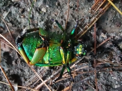 Chrysina macropus