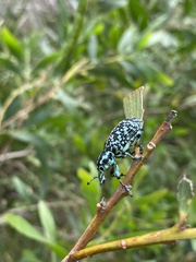 Chrysolopus spectabilis