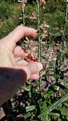 Pterocaulon virgatum