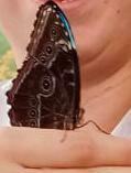Morpho helenor