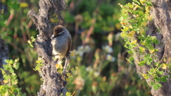 Leptasthenura aegithaloides