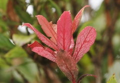 Exobasidium darwinii