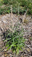 Pterocaulon virgatum