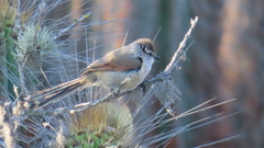 Leptasthenura aegithaloides