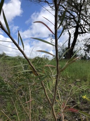 Melaleuca paludicola