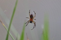 Alpaida veniliae