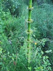 Equisetum myriochaetum