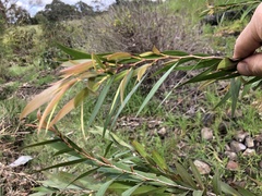 Melaleuca paludicola