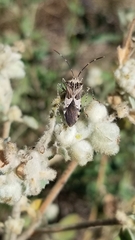Hypselonotus punctiventris