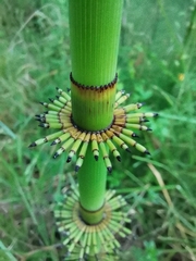 Equisetum myriochaetum