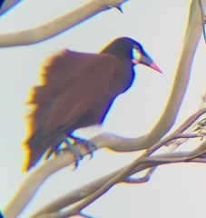 Psarocolius montezuma