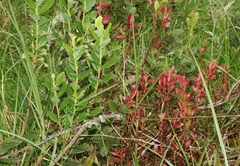 Exobasidium darwinii