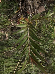 Melaleuca paludicola
