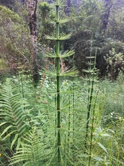 Equisetum myriochaetum