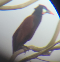 Psarocolius montezuma