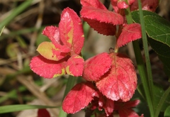 Exobasidium darwinii