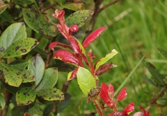 Exobasidium darwinii