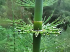 Equisetum myriochaetum