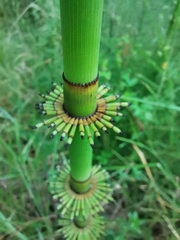 Equisetum myriochaetum