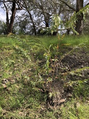 Melaleuca paludicola