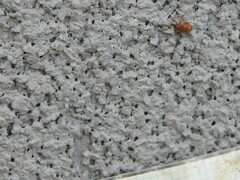 Orchestes steppensis