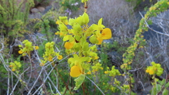 Calceolaria collina