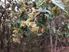 Rhamnaceae