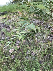 Melaleuca paludicola